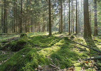 Image showing idyllic forest scenery