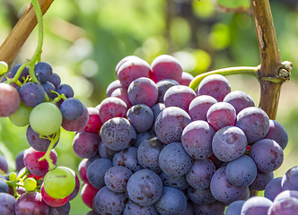 Image showing blue grapes closeup