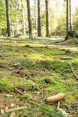 Image showing sunny forest scenery