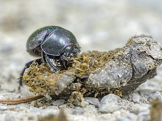 Image showing dung beetle closeup