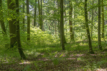 Image showing idyllic forest scenery