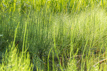 Image showing wetland vegetation detail