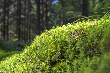 Image showing sunny forest scenery