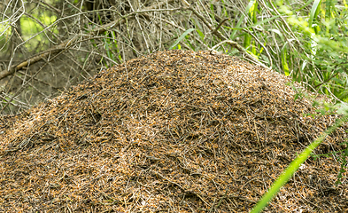 Image showing lots of ants