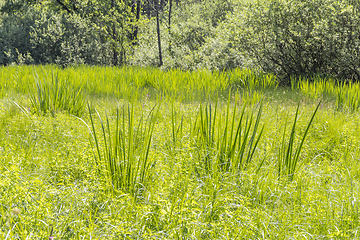 Image showing sunny wetland scenery