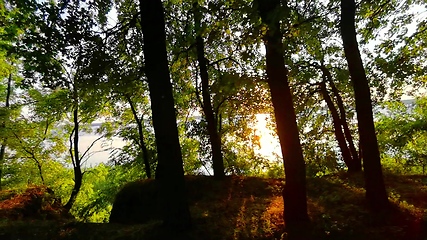 Image showing Beautiful summer morning in the forest. Sun rays break through the foliage of magnificent green tree. Magical summer forest