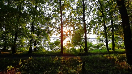 Image showing Beautiful summer morning in the forest. Sun rays break through the foliage of magnificent green tree. Magical summer forest