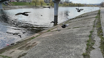 Image showing Pigeons in a city. Wide angle view.