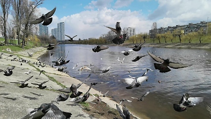 Image showing Pigeons in a city. Wide angle view.