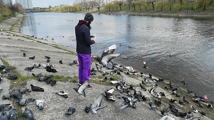 Image showing Man feeding pigeons in the old town near the canal.