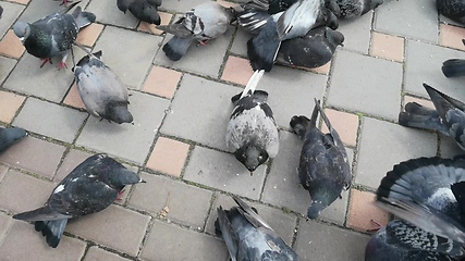 Image showing Pigeons in a city. Wide angle view.