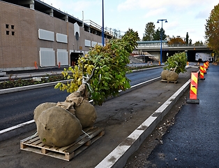 Image showing trees ready for planting on the street