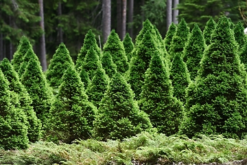 Image showing conical fir trees in the arboretum 