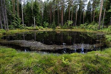 Image showing small lake in the arboretum in Finland