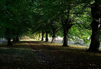 Image showing alley in the shade of trees