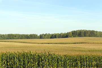 Image showing green corn