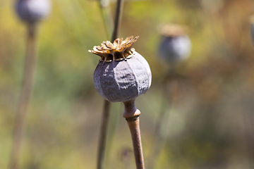 Image showing dark poppy flower