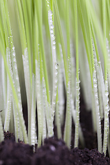 Image showing germinate wheat