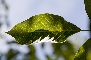 Image showing green fresh foliage of a walnut