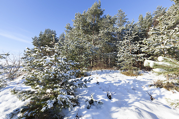 Image showing Pine forest in winter