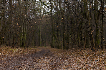 Image showing Maple forest in autumn