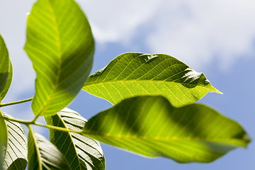 Image showing new walnut leaves