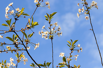 Image showing thin branches of cherry