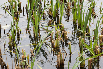 Image showing reeds and sedge