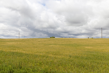 Image showing wheat field