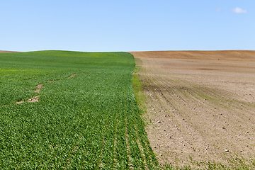 Image showing green sprouts of wheat