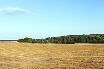 Image showing agricultural field and blue sky