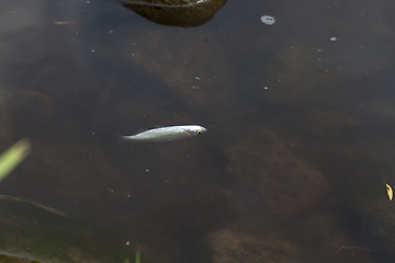 Image showing small dead fish