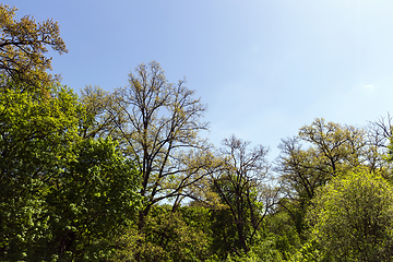 Image showing mixed trees in the forest