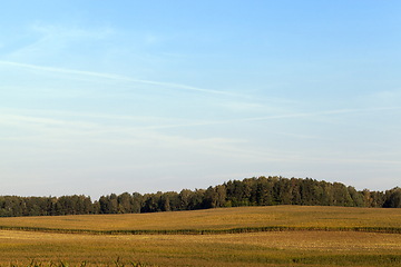 Image showing green corn