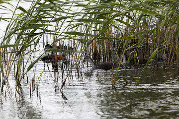 Image showing duck and ducklings duck-coot