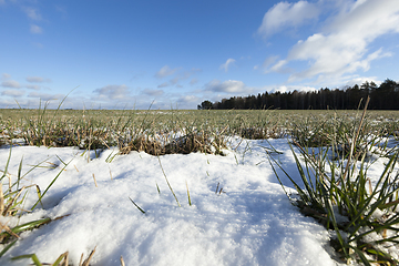 Image showing Green wheat in winter