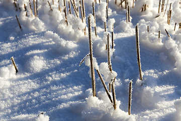 Image showing agricultural field in winter