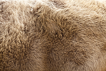 Image showing brown bison skin