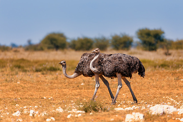 Image showing Ostrich, in Etosha, Africa wildlife safari