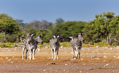 Image showing Zebra in bush, Namibia Africa wildlife