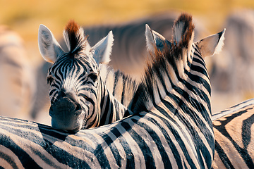 Image showing Zebra in bush, Namibia Africa wildlife