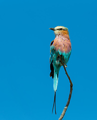 Image showing Bird Lilac-brested roller, africa safari and wildlife