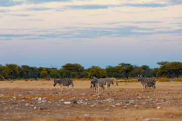 Image showing Zebra in bush, Namibia Africa wildlife