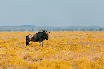 Image showing Blue Wildebeest Gnu, Namibia Africa wildlife safari