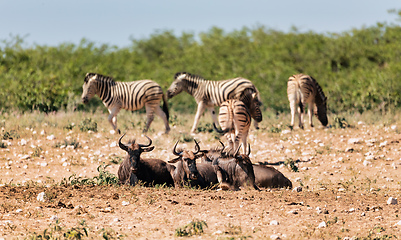 Image showing Blue Wildebeest Gnu, Namibia Africa wildlife safari