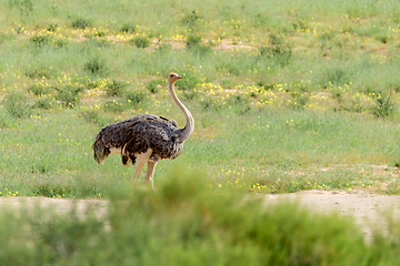 Image showing Ostrich, in Kalahari,South Africa wildlife safari