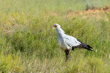 Image showing Secretary bird Kalahari Transfrontier Park, South Africa