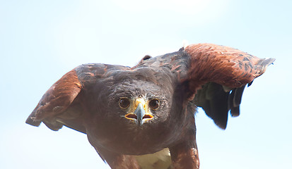 Image showing Eurasian eagle-owl (Bubo bubo)