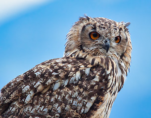 Image showing Eurasian eagle-owl (Bubo bubo)