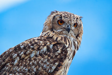 Image showing Eurasian eagle-owl (Bubo bubo)